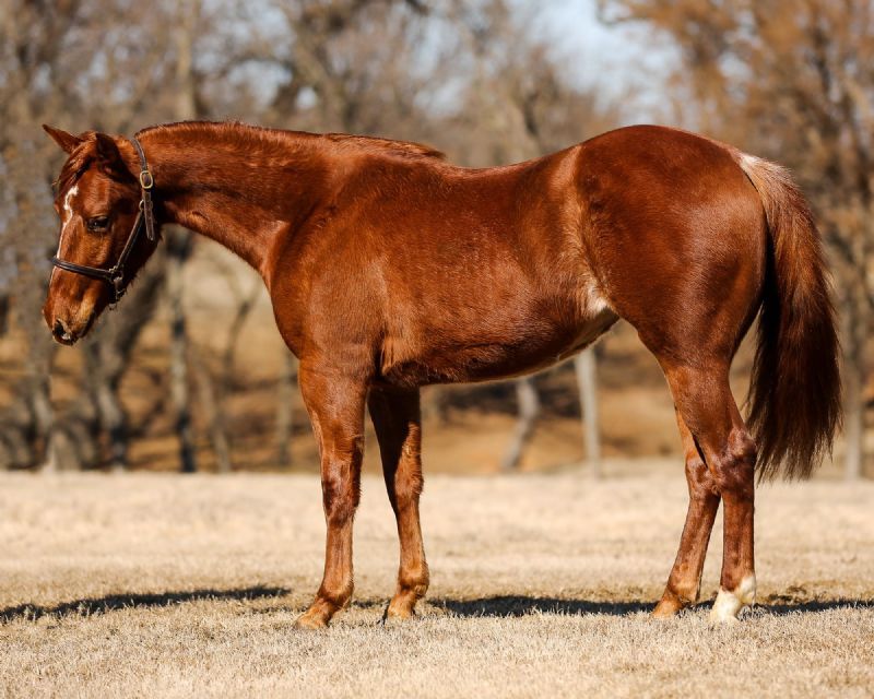 Cognac Kat