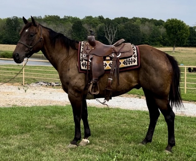 BUCKY BOON TULE