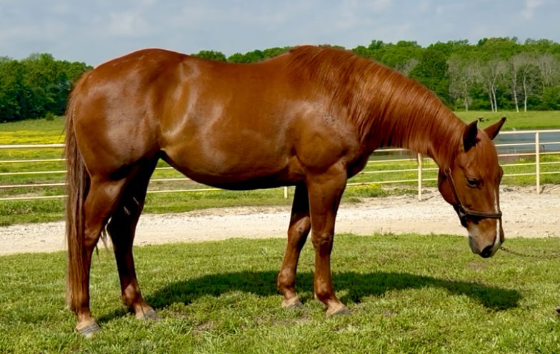 SF REYNING METALLIC